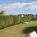 Hedge Cutting & Landscape